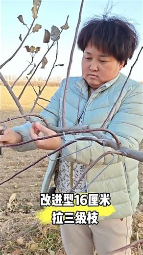 Fruit tree branch pulling first softens the branches and uses a branch puller#Fruit tree branch