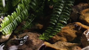 River with rocks | Free Stock Video Footage