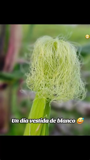 Daily Outfit Changes: Humor and Style in TikTok