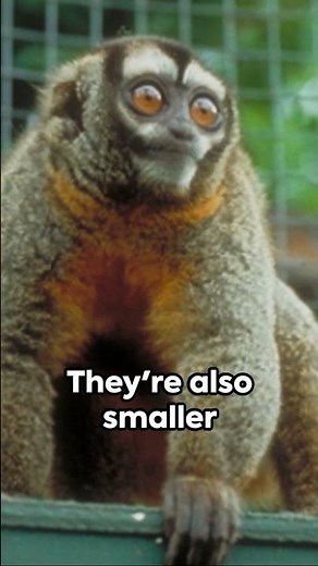 Night Monkey - Monkeys Night Time Counterpart #animals #wildlife #Monkey #nocturnals