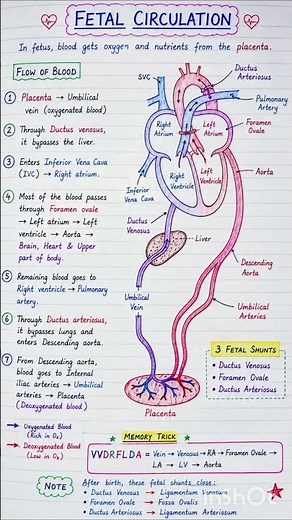 Fetal Circulation — Structures, Pathway & Changes at Birth | Made Easy #Shorts