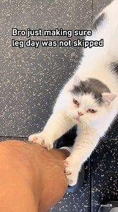 864K views · 8.9K reactions | just doing some body strengthening #gym #cat #scratching #9gag | 9GAG | Facebook