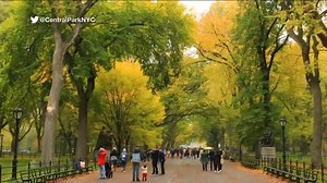 Beautiful gold, orange leaves seen in areas of NYC's Central Park