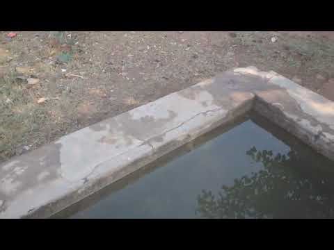 Gay Pani Peene wali Holi ko Bhar Diya