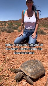 On todays episode of hiking and learning with Noxious we got to spend time with this desert tortoise. After I put my real glasses on and looked at this Desert tortoise I real | Noxious Hikers
