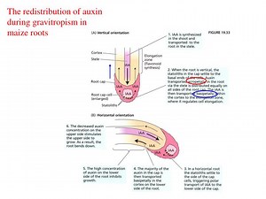 The redistribution of auxin during gravitropism in maize roots