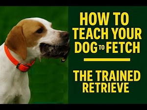 How To Teach Your Dog To Fetch -- The Trained Retrieve Made Easy