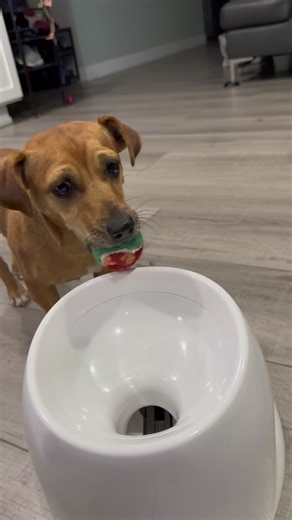 Teaching Dog to Use Automatic Ball Launcher: Tips & Tricks