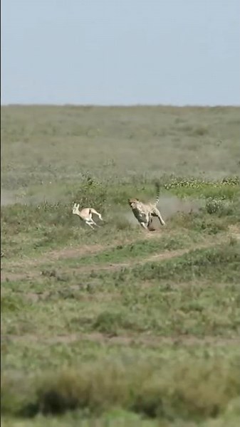 🐆 The Fastest Cheetah Hunt in the World! #wildlife #viral #cheetah #impala #africa #fyp #shorts 🤎