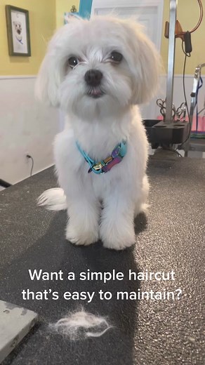 Grooming Tips for Maltese Dogs to Keep Them Looking Great