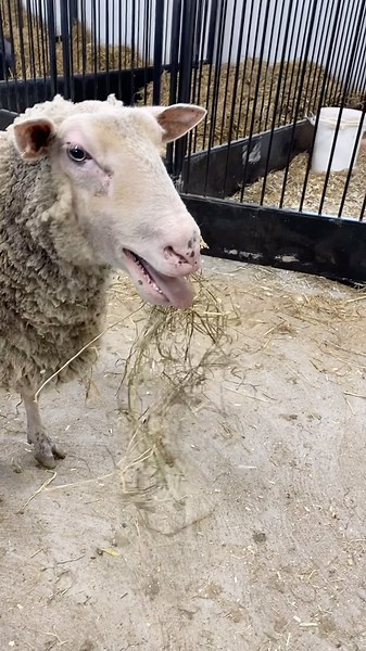 We will be referring to Hank and Hazel as thing 1 and thing 2 (Dr. Seuss anyone??) when they are in their wild lamb mode. They are used to our sweet old rooster Boris who entertains them. Usually the other birds don’t hop into the aisles. They have also met the ducks out front, and always run over to say hello to them. Our one hen Raven decided to adventure the aisle, and did not have the same reaction to the twins bounding over to say hello that the other birds have. Ravens flapping and boking 
