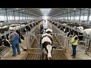 Inside a High-Tech Dairy Farm | Modern Cattle Farming Explained