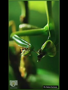 134K views · 4K reactions | Amor mortal類 #mantis #supervivencia #documental #vidasalvaje #mundoanimal #Impresionante #ciclos | Datos Curiosos | Facebook