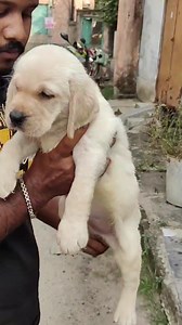 136 reactions · 10 comments | HeavyBone Labrador Male Available in stock Call 9800043052 | The PET Shoppe Siliguri | Facebook