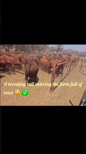A breeding bull entering the farm full of cows 😲 ✅