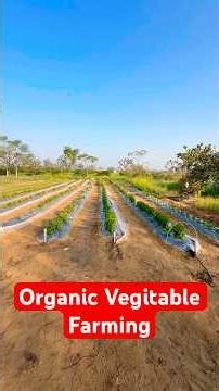 Organic Vegitable Farming Model for Home #mirchi #tomatofarming #organicfarming