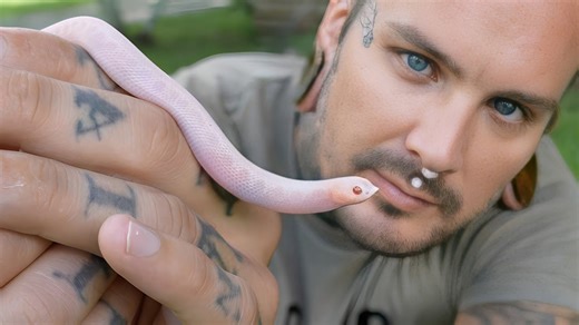Hognose Hatchlings Make Their Debut