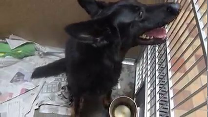 Nala is a 2 year old female German Shepherd mix. She is good with children and other dogs. She is housebroken. up for adoption at the TLC Animal Shelter 13016 W 151st Street, Homer Glen, Illinois, 60491 | Tender Loving Care Animal Shelter