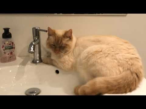 JOIN MM2 PRIVATE SERVER FOR FREE GODLIES! 🤯 🤯 🤯 LINK IN BIO!! 🥵 🥵 🥵