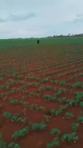 485K views · 1.7K reactions | Aí tem resistência com força. Equipe Miranda #reelsviralシ #javaliselvagem #GPS #javali #matilha #thermal #dogoargentinos #dog #jabali #viralpost | Caçadores 357 | Facebook