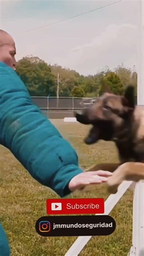 Security Forces Military Working Dog Handler K9 #shorts