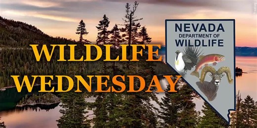 Wildlife Wednesday: Summer Fishing in Nevada