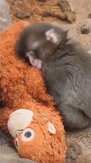 Cute Baby Monkey 🐒#trending #viral #fcat