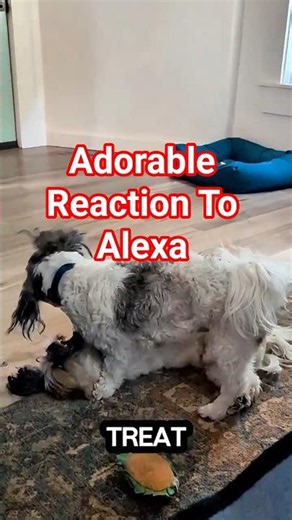 Adorable Shichon & Shih Tzu Reactions To Alexa #cutedogs #dogtalk #cute
