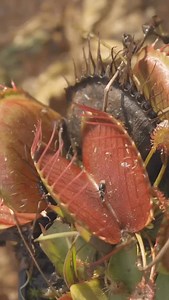 A cult classic comes to life on stage! 🪴 Seymour, a shy and awkward assistant at a failing flower shop on Skid Row, stumbles upon a strange, exotic plant after a mysterious total eclipse of the sun. He names it “Audrey II” in honor of his kind-hearted co-worker and secret crush, Audrey. To his shock, the plant begins to speak—smooth, sassy, and soulful—and reveals a disturbing appetite for fresh human blood. Friday, February 13th to March 21st at the Dutch Apple Dinner Theatre! Rated PG13 for m