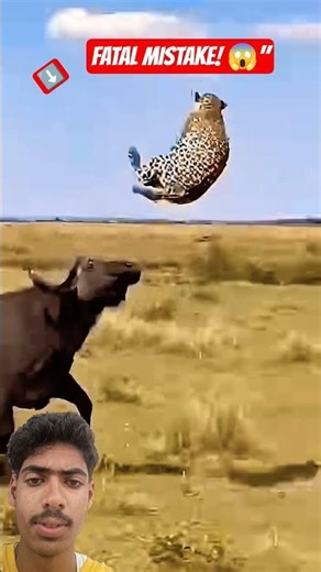 Buffalo 🐃 vs leopard 🐆: A Deadly Mistake! 😱🔥 #Shorts #WildLife #wildanimals #fyp #animals