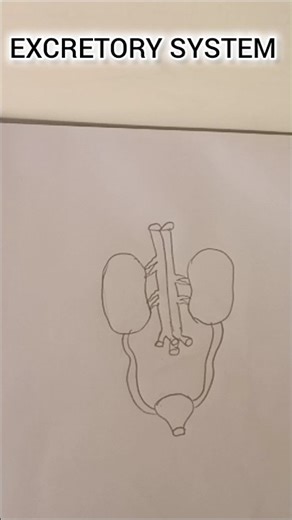How To Draw Excretory System Easy Trick 💯.....#science #art #students