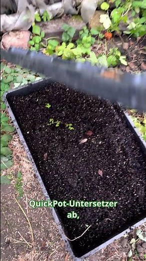 Gardening in winter, day 15 - Tidying up and sorting in the garden in winter