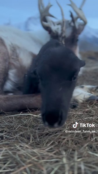 Welcome to the World: Our First Baby Reindeer of the Year!