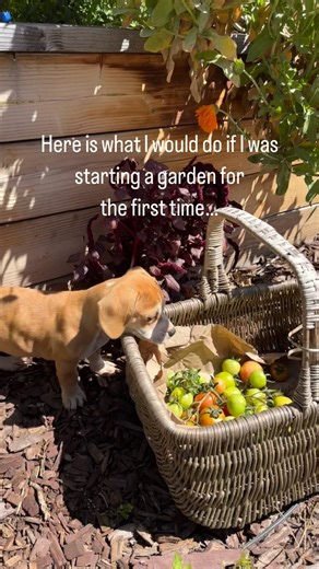Marynika | Grow Food in the City on Instagram: "⬇️Comment GUIDE for my free resource on making a planting calendar for your zip code.🌱🌱🌱 Ok, Buckle up because here are the steps I would take: 📝 1. 👩‍💻Go to SunCalc.org and look up your property for summer and winter solstice. Now you know the sunniest spot to grow in. 2. 👩‍💻Go to Google and type in “average high and low temperatures for (enter city or zip code)”. Chart this month by month. 3. Look at those temperatures and put them in a c