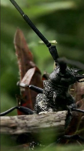Massive Black Beetle Close-Up | Nature’s Strongest Insect | Macro ASMR #macrophotography #beetle