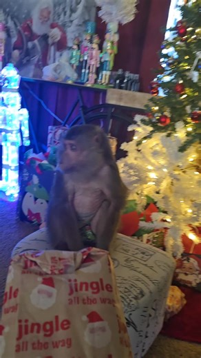 Peytan opening some of her Christmas gifts! #openinggifts #monkey #openingchristmaspresents #monkeysoftiktok #monkeymom