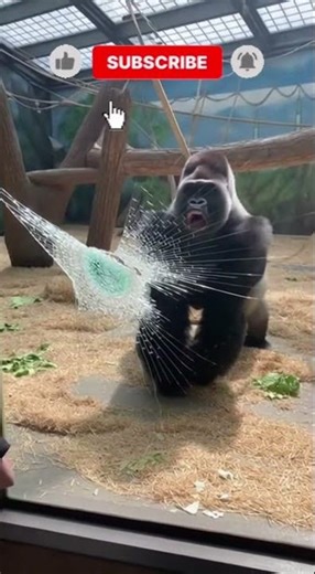 UNSTOPPABLE STRENGTH: Silverback Gorilla Smashes Through Reinforced Glass!