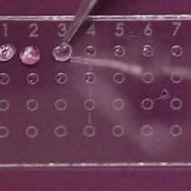 Processing of Primary Brain Tumor Tissue for Stem Cell Assays and Flow Sorting