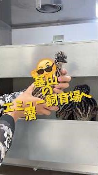 基山のエミュー飼育場へ潜入！④ #エミュー #動物 #基山町