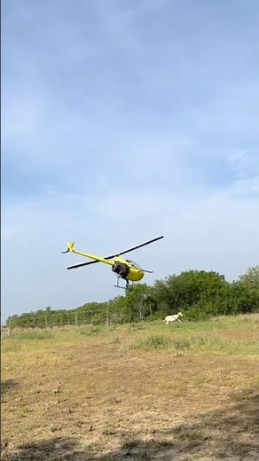 Robinson R22 Helicopter hunting #helicopter #helicopterflight #aviation