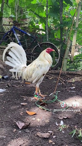 BIRDSFLY GF (@birdsflybackyard)’s videos with original sound - Boltron