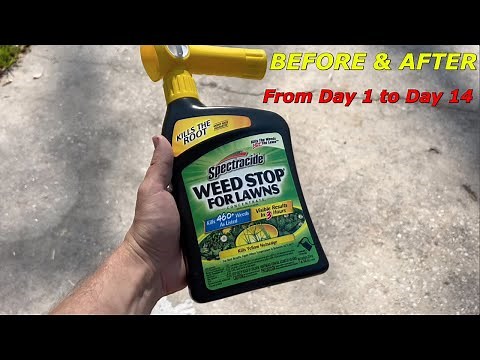 How to Kill Weeds in Your Lawn FAST & EASY