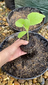 Growing Melons #kebunnanad #plantingplans #gardeningtips #growing #melons #melon | Kebun Nanad