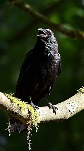 Crow tries to sing and imitate other birds