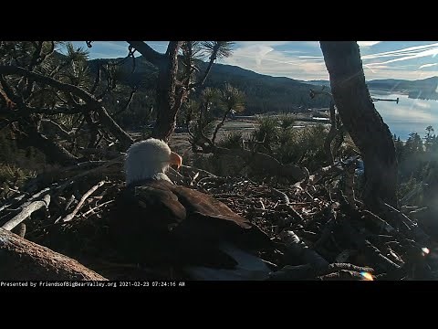 Bald eagles take turns tending nest with 2 eggs