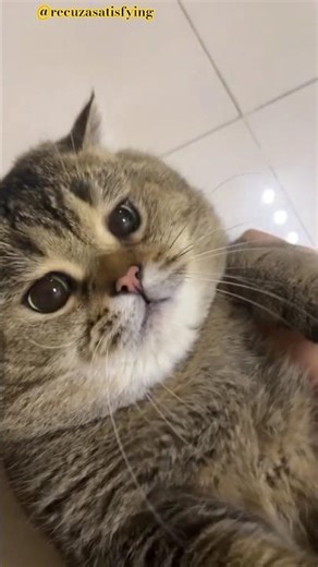 Cute Cat Cuddling 🐱💖 | Adorable Snuggle Moments That Melt Your Heart 😍#shorts #catcuddles #cutecats