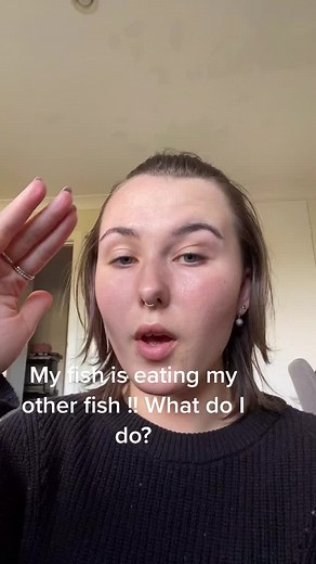 Fish Cannibalism: Dealing with Predatory Behavior in Aquariums