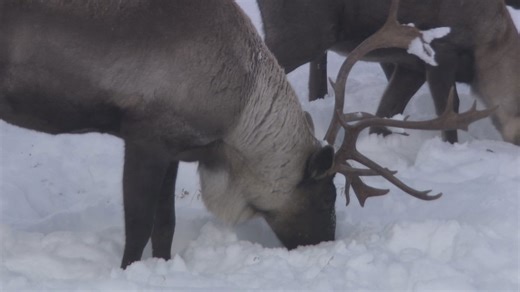Cultural caribou hunts to return to the Yukon for the first time in more than 30 years