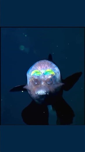 The Barreleye Fish: The Transparent-Head Deep Sea Wonder Y - CreatureCops