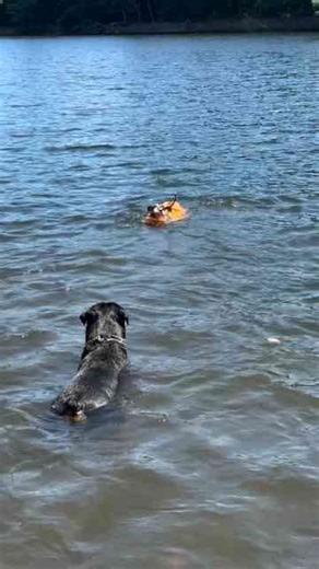 On Lifeguard Duty – A Fun Day with My Dog